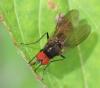 Azelia sp.